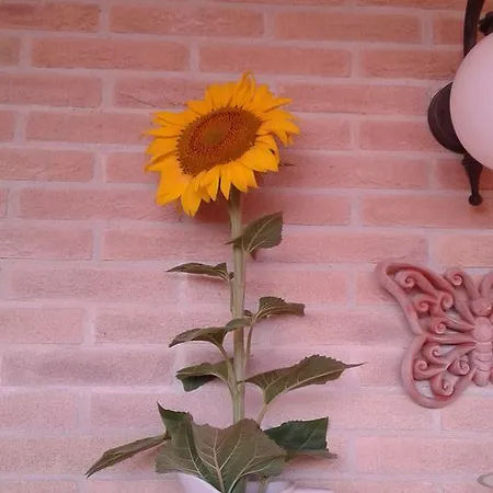 Oda ve Kahvaltı Lasso Felice