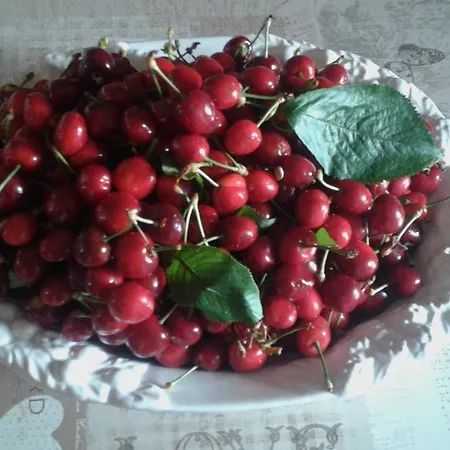 Lasso Felice Centobuchi