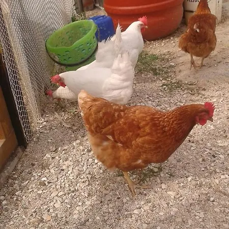 Lasso Felice Oda ve Kahvaltı Centobuchi