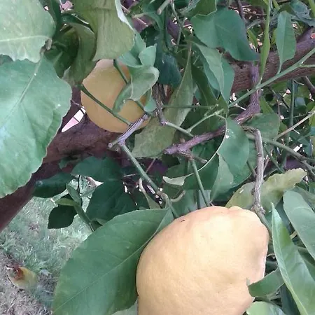 Lasso Felice Centobuchi