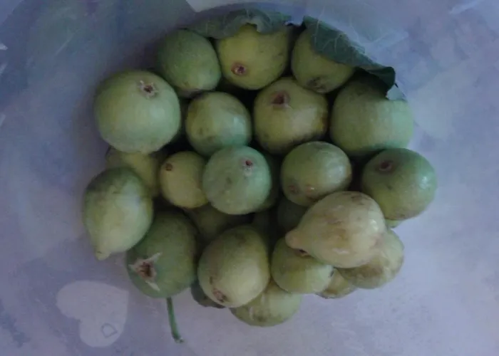 Lasso Felice Centobuchi